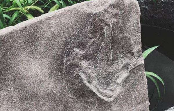 承德避暑山莊及周圍寺廟發(fā)現(xiàn)250多枚恐龍足跡