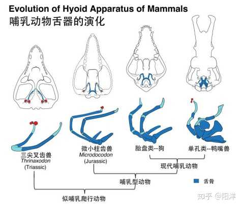 2019 年，古生物學領域報道的哪個新物種/化石最令你印象深刻？